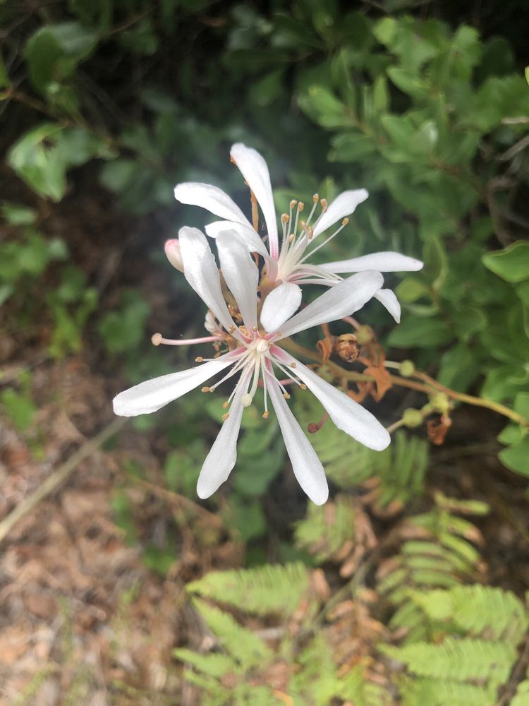 Sheraton Scrub Preserve Image