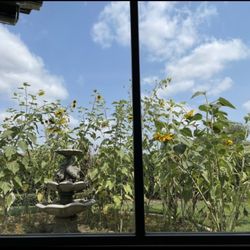 Ivy Family Dental Center - View of the garden