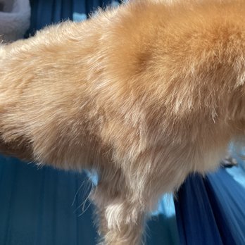 The Dapper Dog - Closer look at the uneven hack job - Pet Groomers Near Me - Boise, Idaho The Dapper Dog - Closer look at the uneven hack job - Pet Groomers Near Me - Boise, Idaho