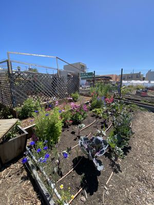 Florence Fang Community Farm by null