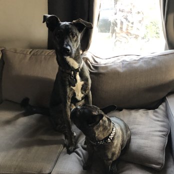 AirBud & B - Pet Sitting Near Me