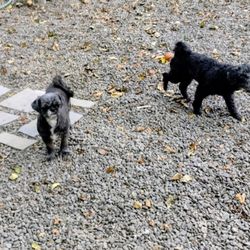 Dawn's Dog Boarding & Rondout Valley Pet Care