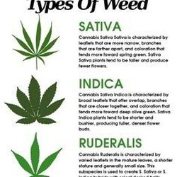 MJMD Cannabis Clinic