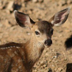 Shasta Lakeshore Retreat - Wildlife in yard daily
