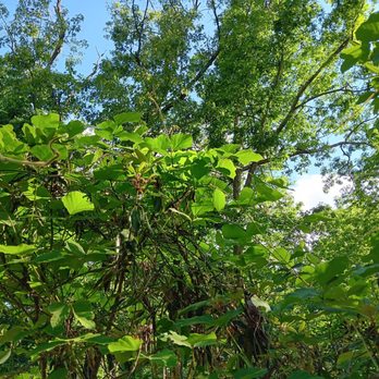 Royal Park - Thriving untreated kudzu. - Tree Services Near Me Royal Park - Thriving untreated kudzu. - Tree Services Near Me