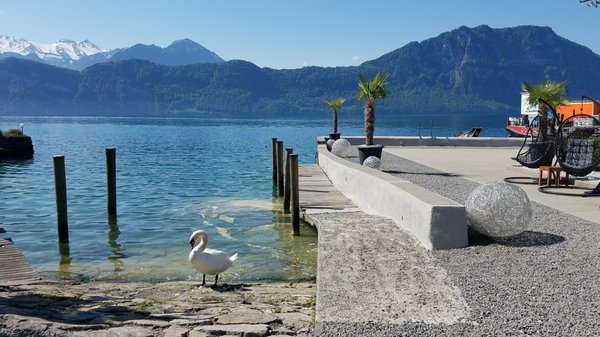 Seehof Hotel Du Lac / Restaurant Weggis by null