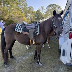 Happy Trails Walking Horses - One of the beautiful horses
