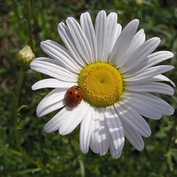 Ladybug's Flowers & Gifts - The Ladubug knows her flowers