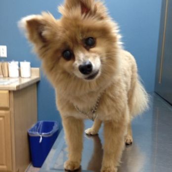 Animal General on Hudson - Veterinarians Near Me - Edgewater, New Jersey