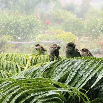 Ali'i Kula Lavender - The view from the Lanai - Tours Near Me - Kula, Hawaii