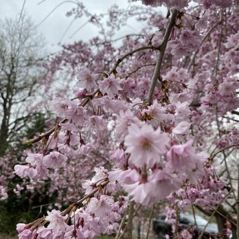 Branch Brook Park - Sakura or cherry blossoms - Parks Near Me - Newark, New Jersey