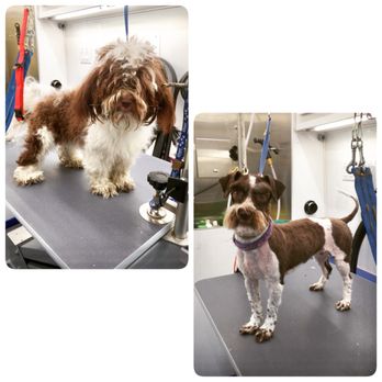 Paws On Wheels - Pet Groomers Near Me Paws On Wheels - Pet Groomers Near Me