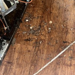 Cambridge at Southern- The Palms - german cockroaches & filth under the refrigerator