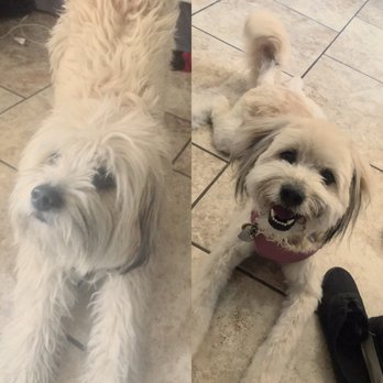 A Doggies Delight - Pet Groomers Near Me - Las Vegas, Nevada