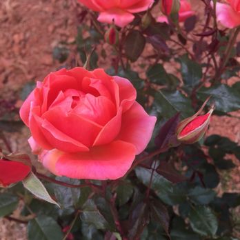Southern Roots Nursery - Nurseries & Gardening Near Me - Newnan, Georgia