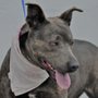 Photo of Giles County Animal Shelter
