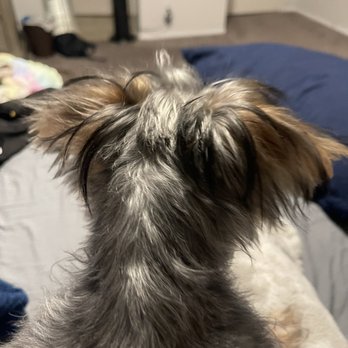 Desired Styles Pet Grooming - Rushed cut missed the mark - Pet Groomers Near Me - Jurupa Valley, California