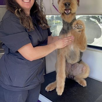 Foxy like Roxy - Pet Groomers Near Me Foxy like Roxy - Pet Groomers Near Me