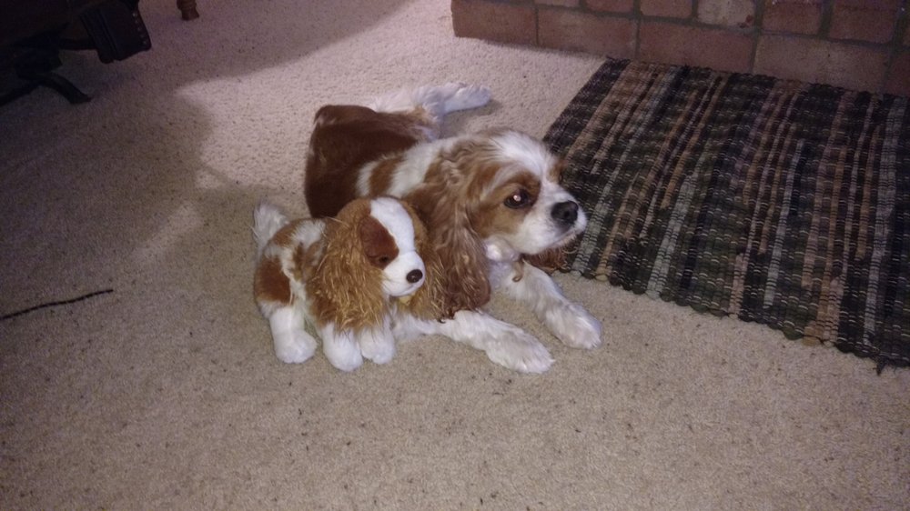 Grief About Pets - grief counselor in North Canton, OH