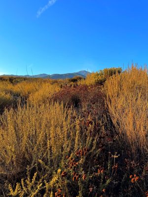 North Etiwanda Preserve by null