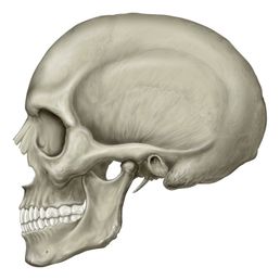 Typical side view of a skull Typical side view of a skull