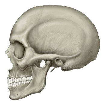 Perfect White Smile - Typical side view of a skull - Cosmetic Dentists Near Me - Beverly Hills, California Perfect White Smile - Typical side view of a skull - Cosmetic Dentists Near Me - Beverly Hills, California
