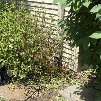 Pristine Clean - Damage to lilac - Pressure Washers Near Me - Berea, Ohio