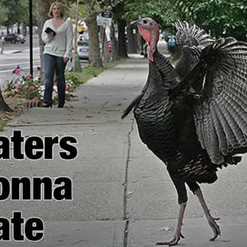 Northeast Turkeys - Local Flavor Near Me - Minneapolis, Minnesota Northeast Turkeys - Local Flavor Near Me - Minneapolis, Minnesota
