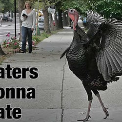Northeast Turkeys