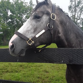 Silver Springs Stud Farm - Perfect profile - Horse Boarding Near Me - Paris, Kentucky