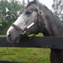 Photo of Silver Springs Stud Farm