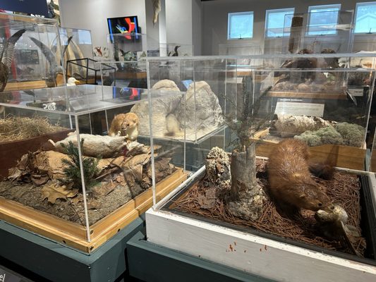 George B. Dorr Museum of Natural History by null