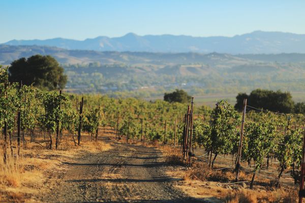 Vega Vineyard and Farm by null