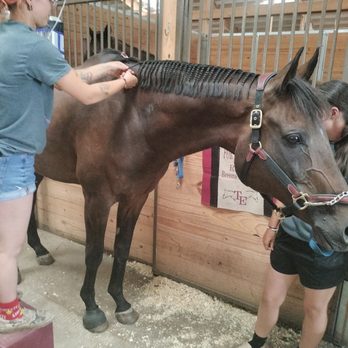 Erie County Fair - Wriggly getting his mane braided for tomorrow's showing: 8/07/2025! - Festivals Near Me - Hamburg, New York