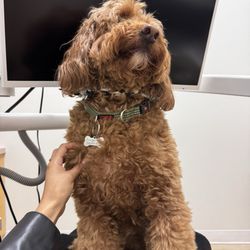 Rosy Dental - Finley