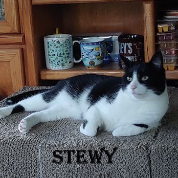 Vetco Total Care - RIP. We will miss you forever. - Veterinarians Near Me - Wadsworth, Ohio