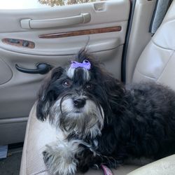 Once Upon A Havanese - Havanese dog