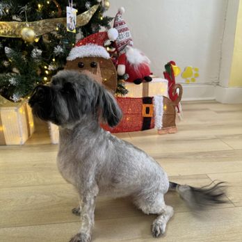 Luxe Paw Grooming - Seasons greetings, after the cut! - Pet Groomers Near Me - San Francisco, California Luxe Paw Grooming - Seasons greetings, after the cut! - Pet Groomers Near Me - San Francisco, California