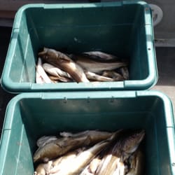 Arbroath Angling - Our catch of the day!