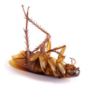 Home Run Pest & Termite Control - Pest Control Near Me - Wylie, Texas Home Run Pest & Termite Control - Pest Control Near Me - Wylie, Texas