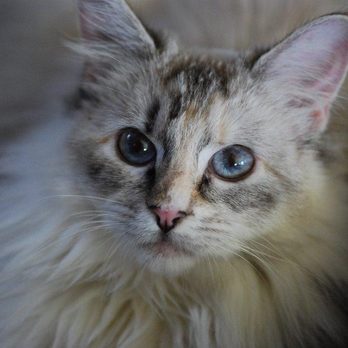 Guildford Animal Hospital - SweetPea in better days. Thanks for your help. - Veterinarians Near Me - Surrey, British Columbia Guildford Animal Hospital - SweetPea in better days. Thanks for your help. - Veterinarians Near Me - Surrey, British Columbia