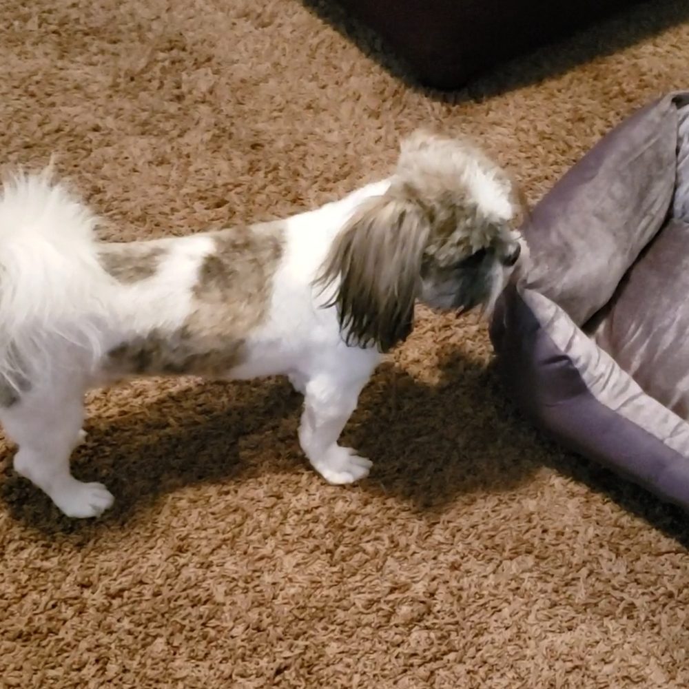 Dog Wash - Summer ready - Pet Sitting Near Me - Louisville, Kentucky Dog Wash - Summer ready - Pet Sitting Near Me - Louisville, Kentucky