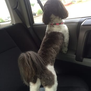 Best Pet Salon - Pet Groomers Near Me - Plymouth, Massachusetts