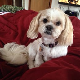 My baby relaxing after her grooming.