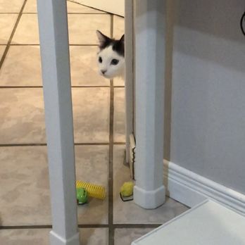 Annex Cat Rescue - Animal Shelters Near Me