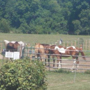 God's Family Ranch - The horses! - Religious Organizations Near Me - Holden, Missouri God's Family Ranch - The horses! - Religious Organizations Near Me - Holden, Missouri