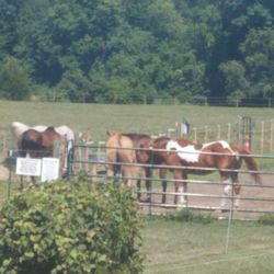 God's Family Ranch - The horses!