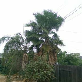 Fernando's Tree Services - Before - Tree Services Near Me - San Bernardino, California Fernando's Tree Services - Before - Tree Services Near Me - San Bernardino, California