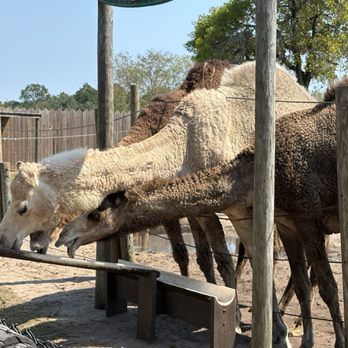 Gulf Breeze Zoo - Zoos Near Me - Gulf Breeze, Florida Gulf Breeze Zoo - Zoos Near Me - Gulf Breeze, Florida
