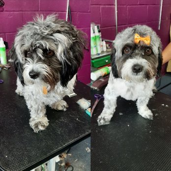 Pawsitive vibes pet grooming - Pet Groomers Near Me - Nice, California